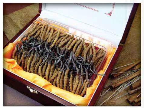 河津冬虫夏草回收